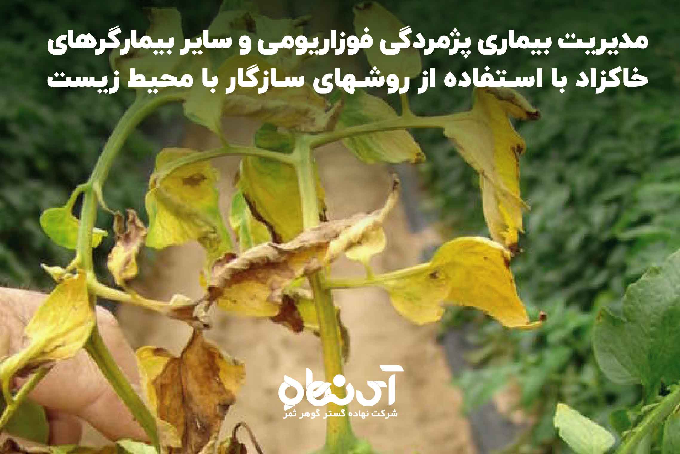 مدیریت بیماری پژمردگی فوزاریومی و سایر بیمارگرهای خاکزاد با استفاده از روش‏های سازگار با محیط زیست